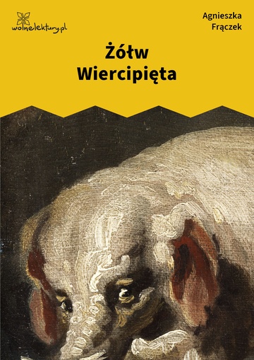 Żółw Wiercipięta