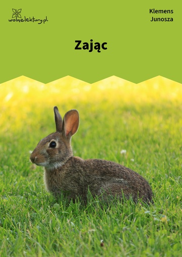 Zając