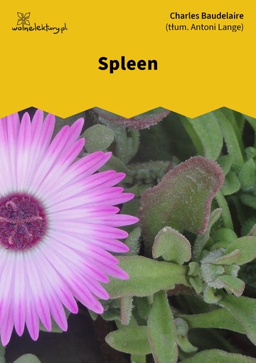 Spleen