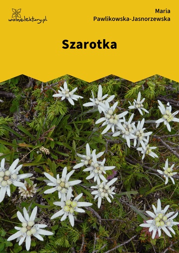 Szarotka